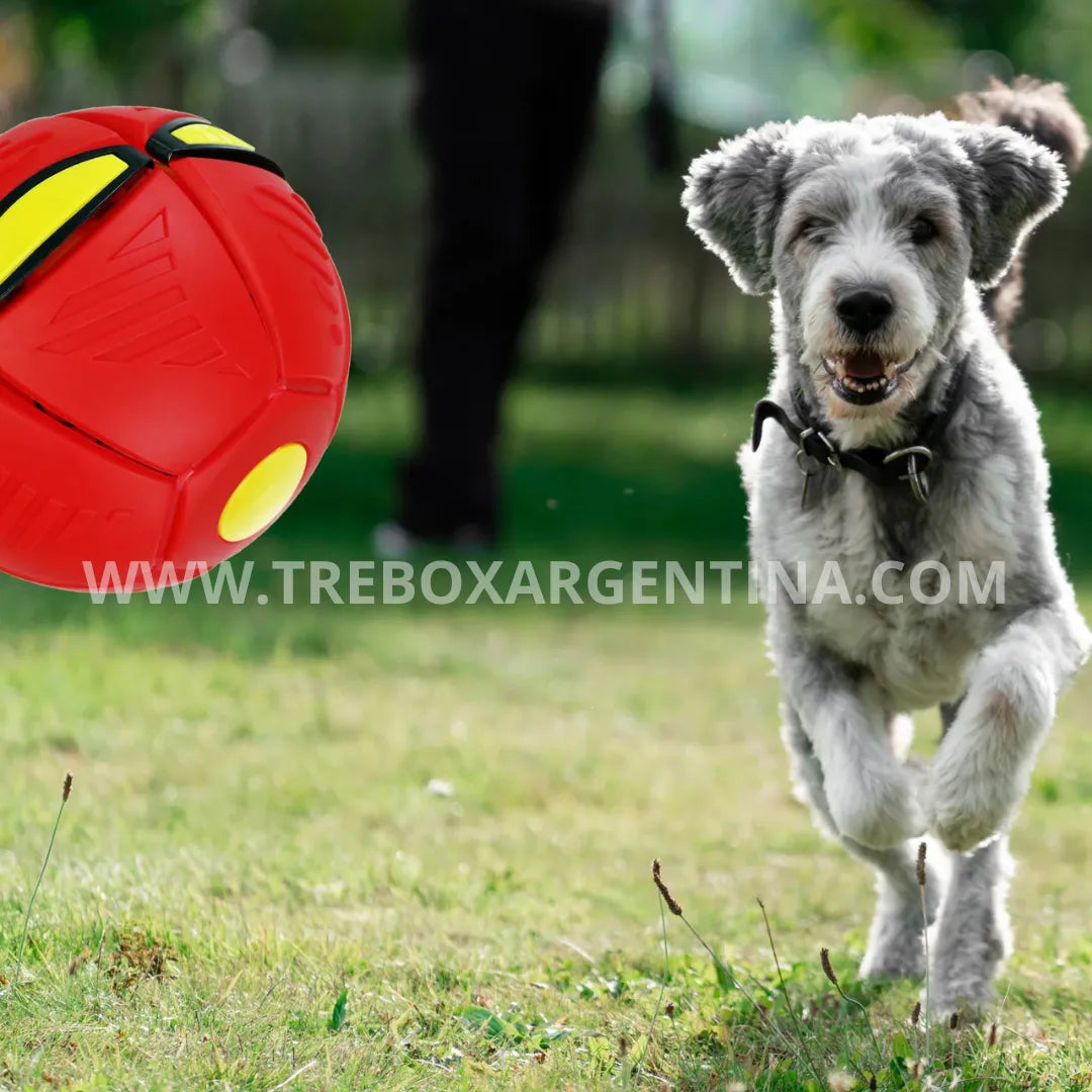 OFERTA 2x1 | Fluppy™ Pelota Frisbee Mágica: Un solo juguete, infinitas maneras de divertirse