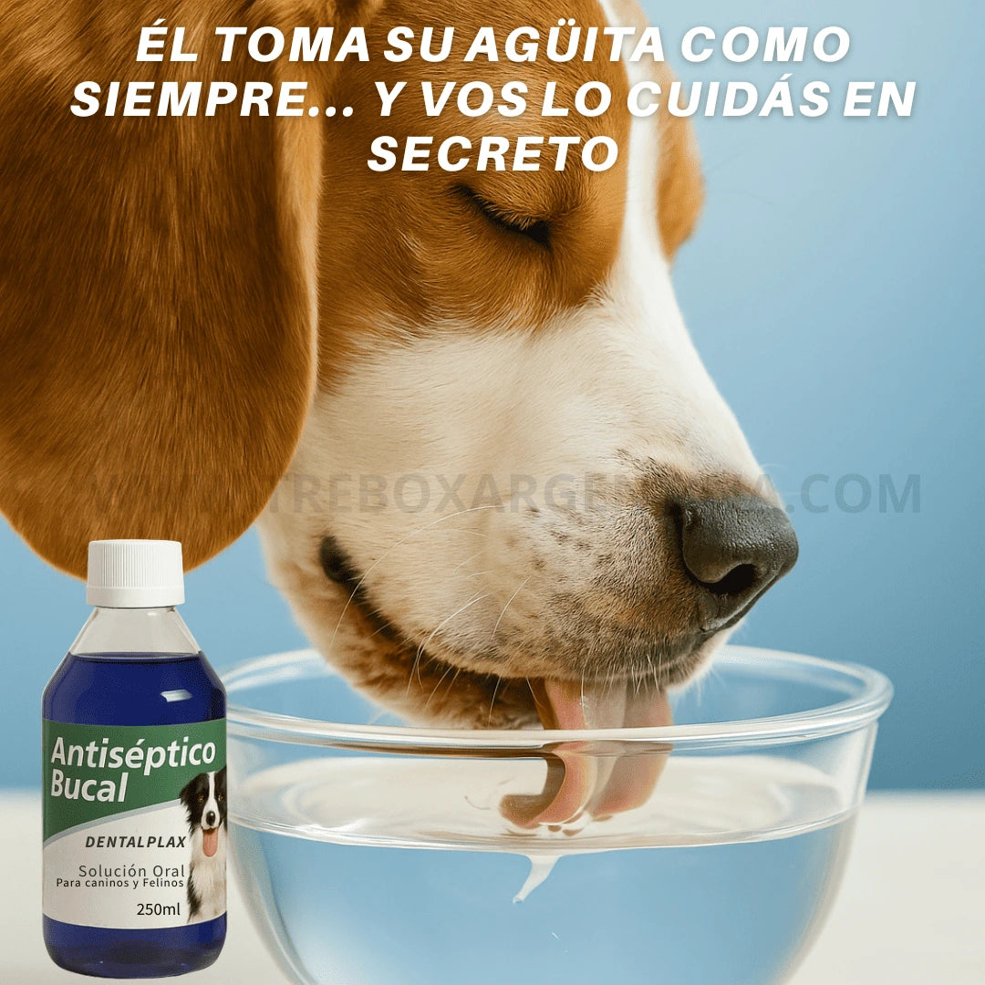 OFERTA LIMITADA 2X1 | Enjuague Bucal DentalPlax Pets™: Aliento limpio y encías sanas SIN Cepillar